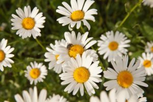 chamomile-freee-pic