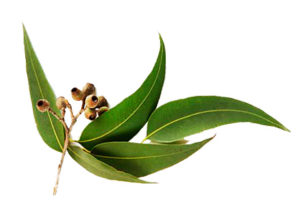 eucalyptus_oil